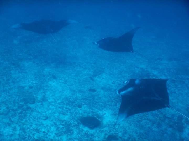 Himandhoo Travel & Stays ภายนอก รูปภาพ